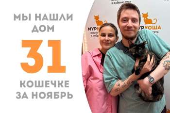 Пушистая рыбочка Котлеточка очаровала своего человека и уехала с ним домой!