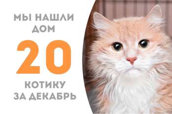 Рыжий Круиз теперь дома!