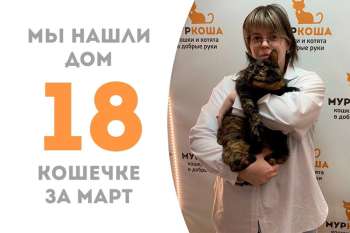 Ламера вновь домашняя!