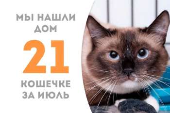 Голубоглазая Ланфир снова домашняя!