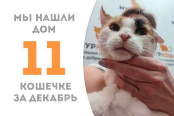 Ласковая Лара Крофт нашла уютный дом!