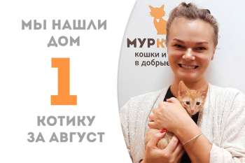 Лучок становится домашним меньше, чем за один месяц!