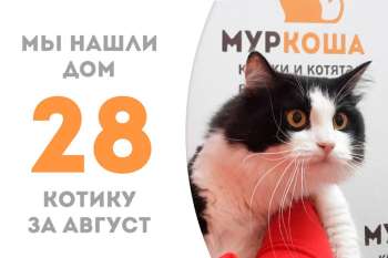 Дивный Мозес уехал домой!