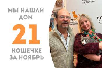 Всего 1 месяц потребовался котенку Найше, чтобы найти дом!