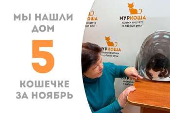 Нежнейшая Найтюша стала домашней!