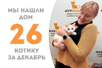 Стал домашним нежный котенок Ощепик!