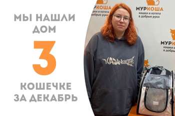 Жизнерадостная Палитра нашла дом!