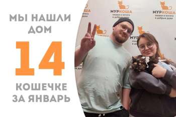 Кошечка Пикуша спустя две недели вновь домашняя!