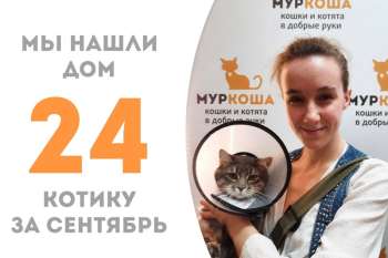 Котик Пристли нашел любящую семью!