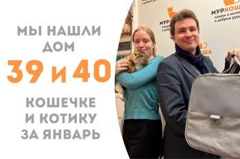 Сразу два котика – Мурополк и Пушуля – становятся счастливчиками!