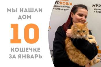 Солнышко Рыжая снова обретает дом, да не простой, а такой, где её ждёт наша выпускница Мирей!