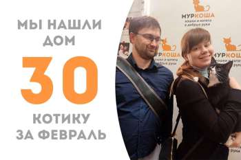 Милый Шелест теперь домашний мальчик!