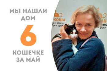 Сладкоежка становится домашней!