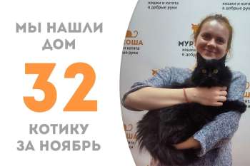 Ласковый котик Смолыш нашел семью!
