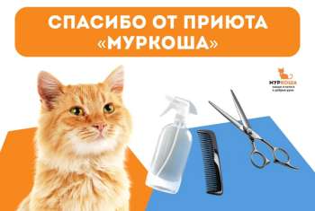Спасибо Маркетплейсу iBT от приюта "Муркоша"