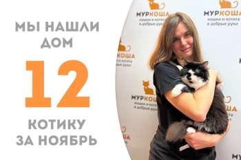 Дружелюбный котик Стиви нашел своего человека!