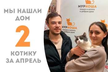Сладкий Сырник провел у нас меньше 3 месяцев и встретил свою семью!