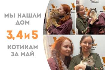 Сенсация – сразу трое счастливчиков уезжают в семью!
