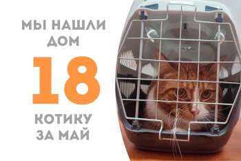 Тодеус нашел свой дом!