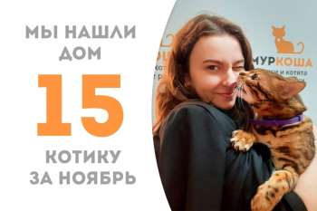 Яркий Виртуоз обрел дом за месяц с небольшим!