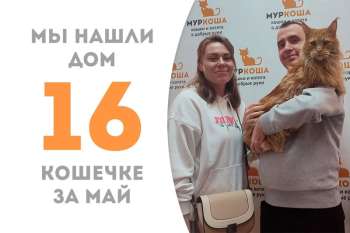 Золотея нашла свой дом всего за неделю!