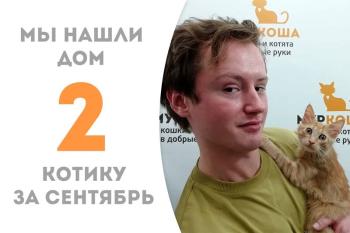 Дружелюбный котёнок Бархатец нашёл дом за один месяц!