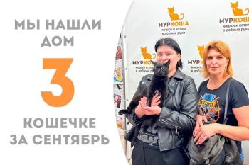 Таинственная кошечка Блэкмун стала домашней!