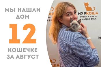 Котёнок девочка Канноли пробыла у нас чуть больше месяца и уехала домой, где её уже ждёт Солли!