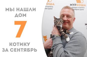 Очаровательный котёнок Марселан нашел дом!