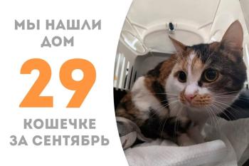 Красотка Таволга обрела дом за 2 месяца!