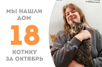 Судьба маленького котика Фрейда решилась невероятно быстро: спустя всего шесть дней пребывания в «Муркоше» он уехал в любящую семью!