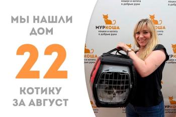 Шустрый котик Энцо стал домашним!