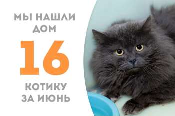 Дымчатый домовëнок Аллюр теперь домашний!