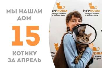 Счастливчик Банджо дома!