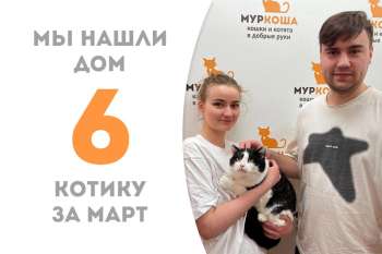 Меньше двух месяцев потребовалось котику Бонито, чтобы найти семью!
