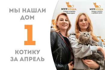 Очаровательный котик Букет нашел дом всего за три недели!