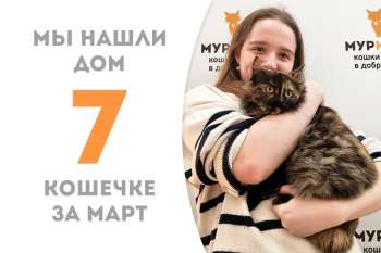 Леди-очарование кошечка Домка нашла родной дом, где ее уже с нетерпением ждут и встречают Милкуся, Галилео и Руслана!