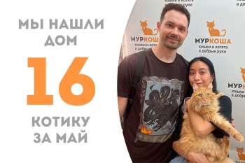 Дружелюбный Есенин нашёл родной дом!