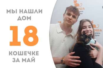 Загляденье-кошечка Календула нашла дом!