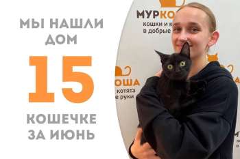 Всего месяц потребовалось кошечке Харуне, чтобы найти дом!