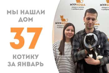 Солидный котик Ксардас нашел дом!
