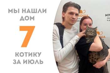 Чудодейственный котик Кукизавр обрел дом!