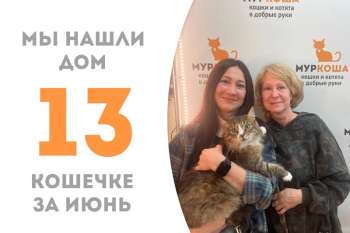 Милая кошечка Лансада нашла дом!