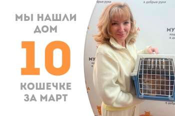 Яркое счастье кошечка Малинника стала домашней и уехала к Пуншу!