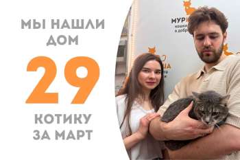 Чуть больше месяца понадобилось Моррису, чтобы стать домашним!