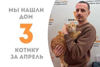 Апельсиновый пушистик Мультяшкин нашел дом!