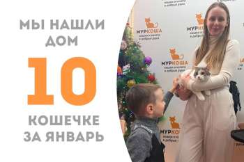 Меньше месяца понадобилось котенку Печенюшечке, чтобы стать домашней!