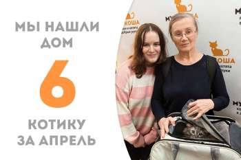 Восхитительный котик Пельменька обрел дом!