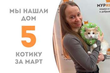 Находчивый Процион отправляется в уютный дом!