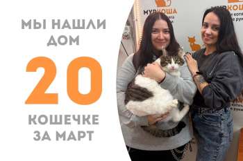 Знатная кошечка Рукавичка обрела семью!